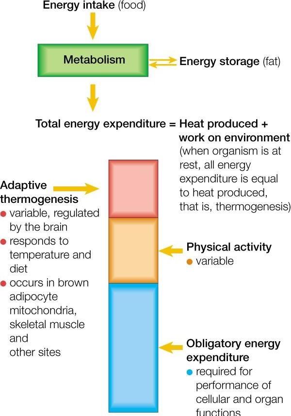 Understanding Adaptive Thermogenesis | Metabolism Insights
